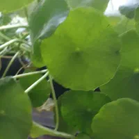 گیاه نیمه آبزی هیدرو کوتیل  و یک گلدان پاندانوس