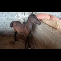 اسب|اسب و تجهیزات اسب‌سواری|لامرد, |دیوار