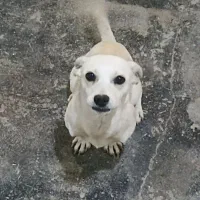 واگذاری سگ پا کوتاه