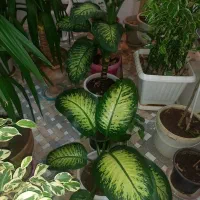 فروش گلهای دیفن|گل و گیاه طبیعی|فارسان, |دیوار