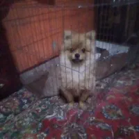 واگذاری پامرنین نر کوچیک سایز|سگ|کرمانشاه, |دیوار