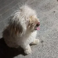 سگ پاپی.نر