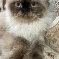 گربه هیمالین فحل برای کشش