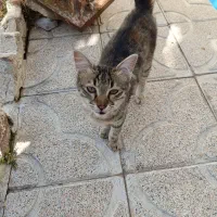 بچه گربه خانگی