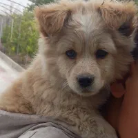 سگ پا کوتاه ۲ ماهه