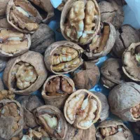 گردو تازه درجه یک اصل تویسرکان پرچرب|خوردنی و آشامیدنی|تهران, پرستار|دیوار
