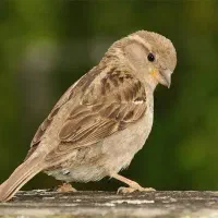 پرنده گمشده