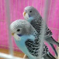 مرغ عشق نر و ماده