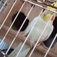 عروس هلندی|پرنده|شوشتر, |دیوار