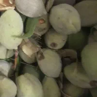 کارگر جهت چیدن گردو