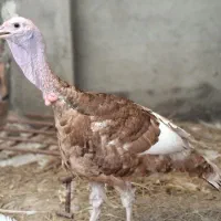 فروش بوقلمون