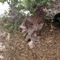 فروش ۳عدداردک ۱جفت لهستانی جوجه مرغ|حیوانات مزرعه|قم, باجک دو|دیوار