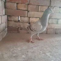 سیا وسبز|پرنده|بجنورد, |دیوار