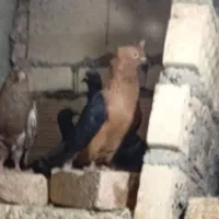 کبوتر ارشینگل