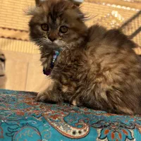 گربه اسکاتیش و بریتیش