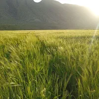 جو شانه ای