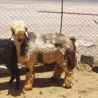 کهره بره گوشتی|حیوانات مزرعه|شیراز, قلات|دیوار