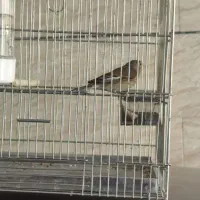 سهره سینه سرخ قرص بخون