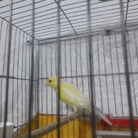 قناری سوپری ماده مست مست