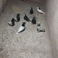 کفتر ماده راست سیاه.کله سیاه. ساده امری|پرنده|مشهد, آبکوه|دیوار