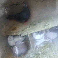 تعدادی کفتر