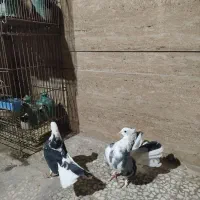 چتری|پرنده|آران و بیدگل, |دیوار