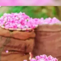 سفر ۱روزه به سرزمین گل و گلاب