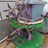 گل طبیعی هر گلدان ۱۰۰|گل و گیاه طبیعی|ساوه, |دیوار