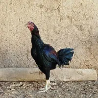 خروس لاری اصل