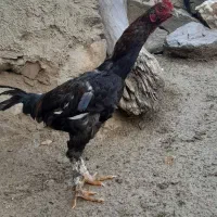 خروس محلی یک ساله