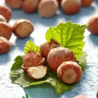 پیش فروش نهال فندق فرتیل|خدمات باغبانی و درختکاری|ابرکوه, |دیوار