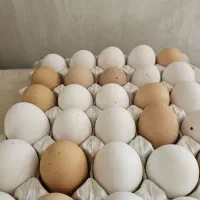 تخم مرغ محلی  قهوه ای و سفید