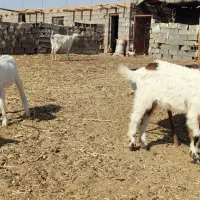 شاه بز گلابی آمریکایی با دو بزغاله|حیوانات مزرعه|خواف, |دیوار