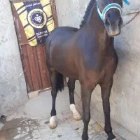 اسب مادیان یکسر عرب