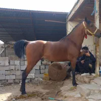 اسب|اسب و تجهیزات اسب‌سواری|اهواز, زردشت|دیوار