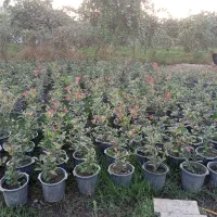 فتونیا و انواع گل|خدمات باغبانی و درختکاری|واجارگاه, |دیوار