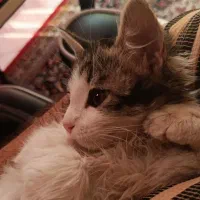 واگذاری گربه ماده لانگ هیر ۳ ماهه