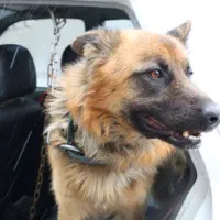 با سلام ۱۲عدد توله نرو ماده و یک جفت نرو ماده بالغ