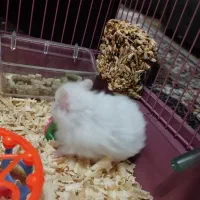 همستر نرو ماده|موش و خرگوش|رشت, پسیخان|دیوار