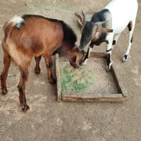 کهره نر و کهره و بر ماده ها فروشی|حیوانات مزرعه|بندرلنگه, |دیوار