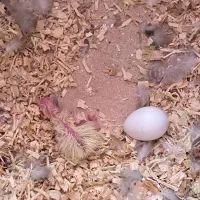 طوطی عروس مولدبشرط باقفس ولانه وسایل|پرنده|اقبالیه, |دیوار