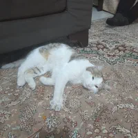 گربه ی ۷ ماه ی دی اس اچ نر|گربه|رودهن, |دیوار