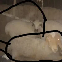 یه پونگچ یک سال با یه میش زاییده با بره ماده|حیوانات مزرعه|کلاتان, |دیوار