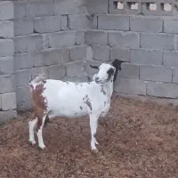 فروش بز صلاله گل توپی دوکهری|حیوانات مزرعه|خمیر, |دیوار