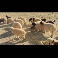 بره پرواری|حیوانات مزرعه|آبدانان, |دیوار