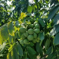 فروش نهال گردو اصلاح شده فرنور فرانسه