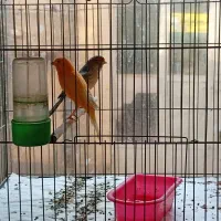 قناری|پرنده|اصفهان, شیخ طوسی|دیوار