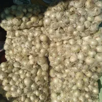 پیازدرجه۱فقط۱۵زیرقیمث میدان بار|حراج|بابل, |دیوار