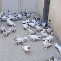کفتر|پرنده|تهران, جوادیه|دیوار