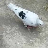 کفتر